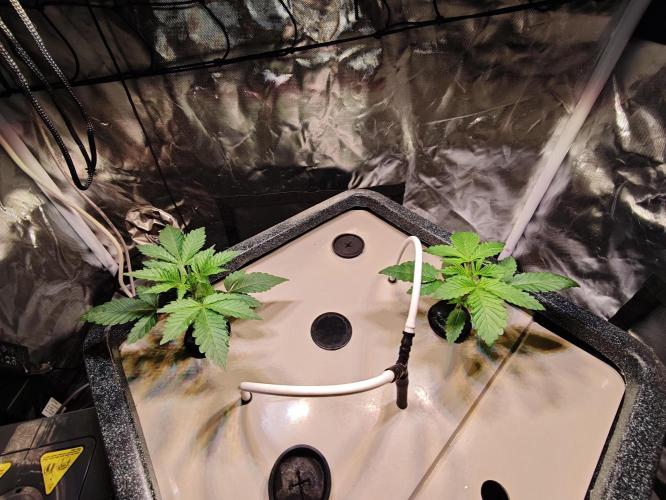 Tropicanna Banana & Runtt Muffin Aero. Week 2