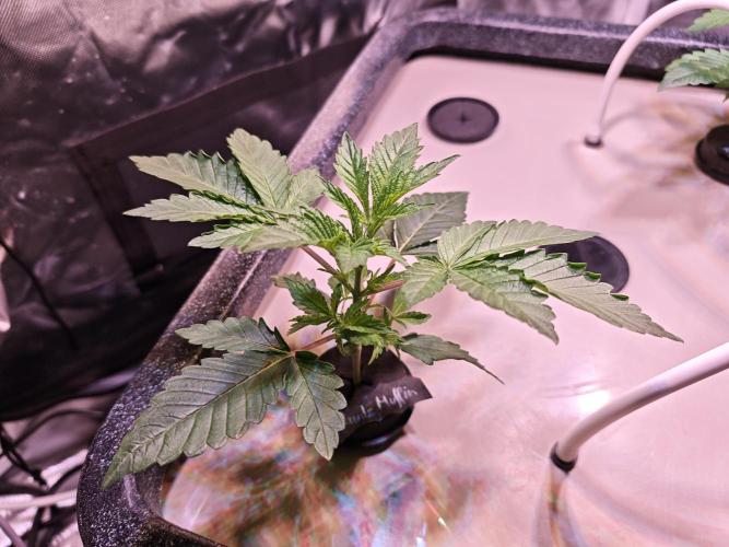 Tropicanna Banana & Runtt Muffin Aero. Week 2