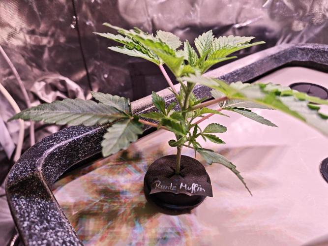 Tropicanna Banana & Runtt Muffin Aero. Week 2