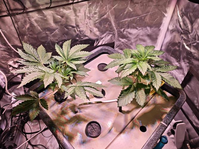 Tropicanna Banana & Runtt Muffin Aero. Week 3 - Topped and feeling good