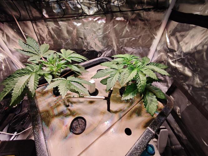 Tropicanna Banana & Runtt Muffin Aero. Week 3