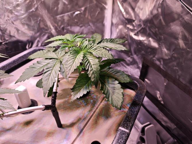 Tropicanna Banana & Runtt Muffin Aero. Week 3