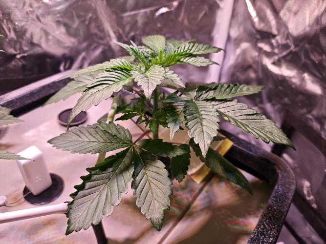 Tropicanna Banana & Runtt Muffin Aero. Week 3