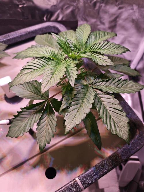 Tropicanna Banana & Runtt Muffin Aero. Week 3