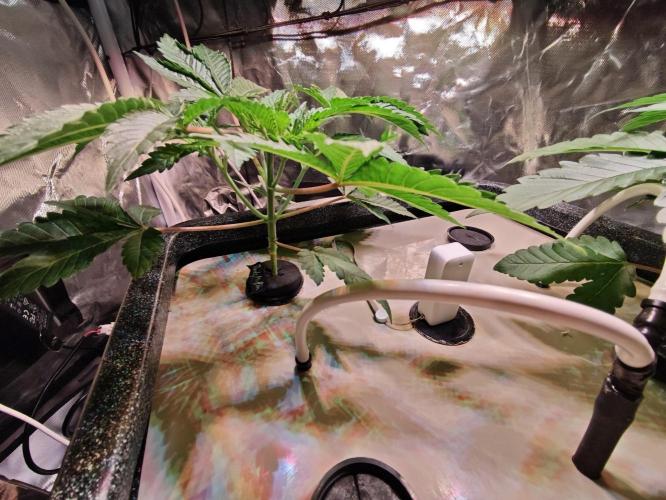 Tropicanna Banana & Runtt Muffin Aero. Week 3