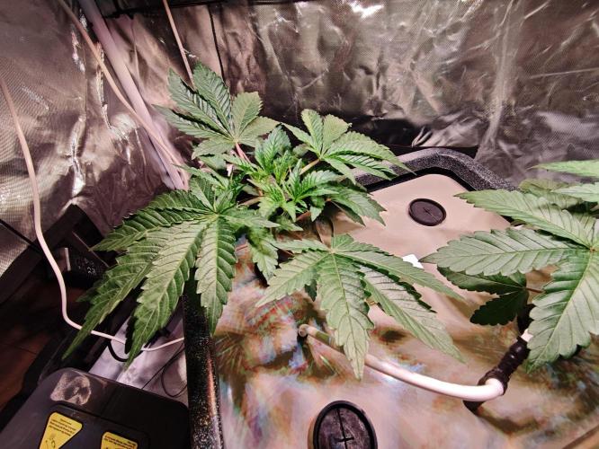 Tropicanna Banana & Runtt Muffin Aero. Week 3