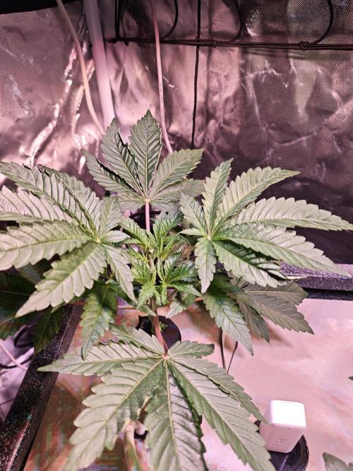 Tropicanna Banana & Runtt Muffin Aero. Week 3