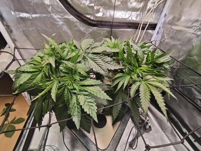 Tropicanna Banana & Runtz Muffin Aero. Week 4