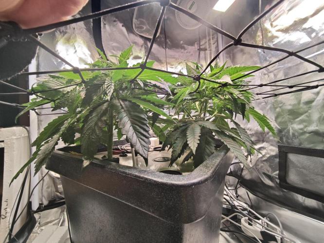 Tropicanna Banana & Runtz Muffin Aero. Week 4