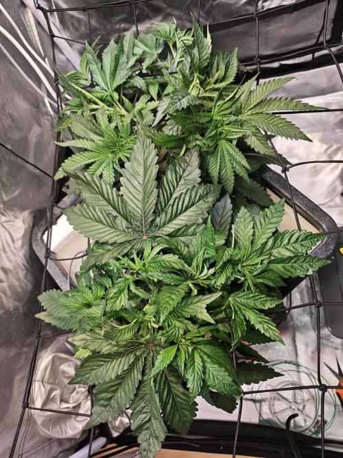 Tropicanna Banana & Runtz Muffin Aero. Week 4