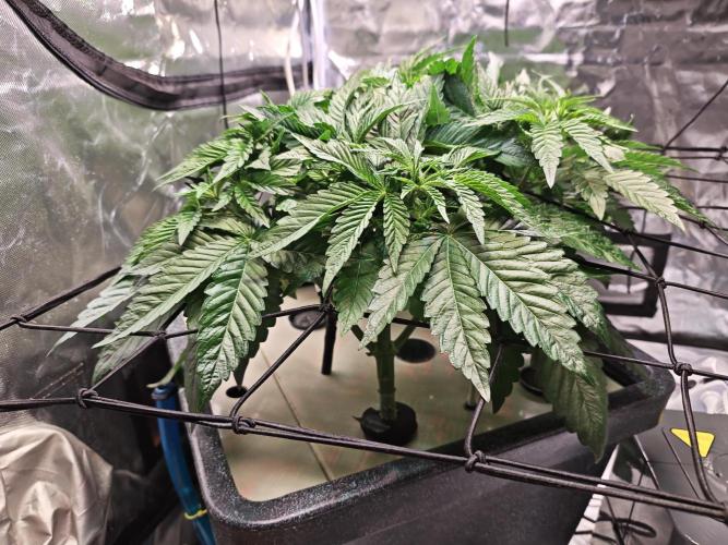 Tropicanna Banana & Runtz Muffin Aero. Week 4 - Tropicanna Banana 