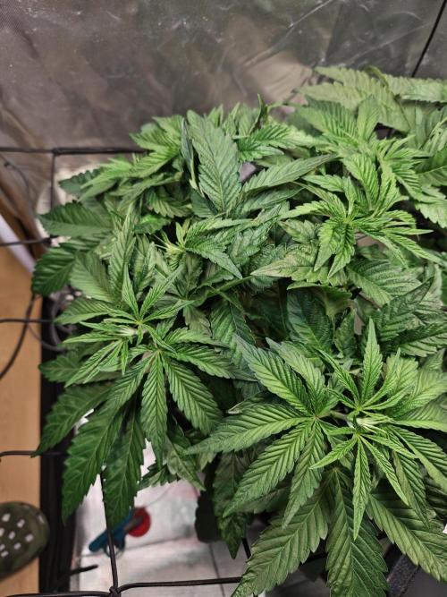 Tropicanna Banana & Runtz Muffin Aero. Week 4 - Tropicanna Banana 