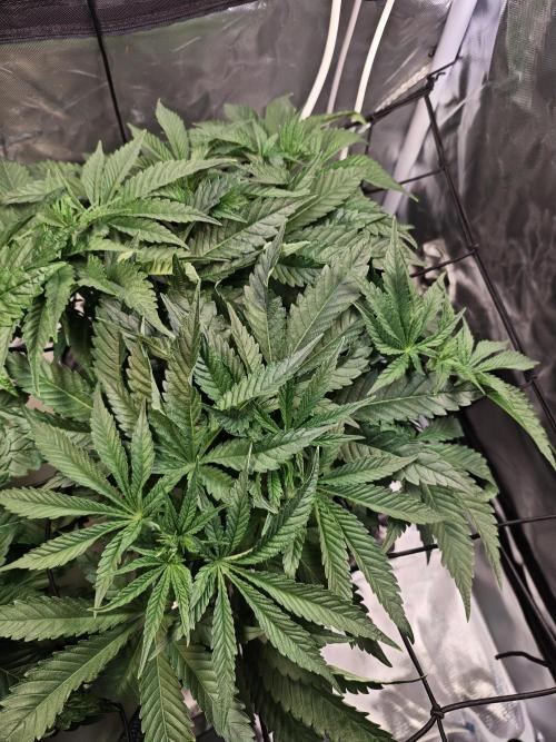 Tropicanna Banana & Runtz Muffin Aero. Week 4 - Runtz Muffin 