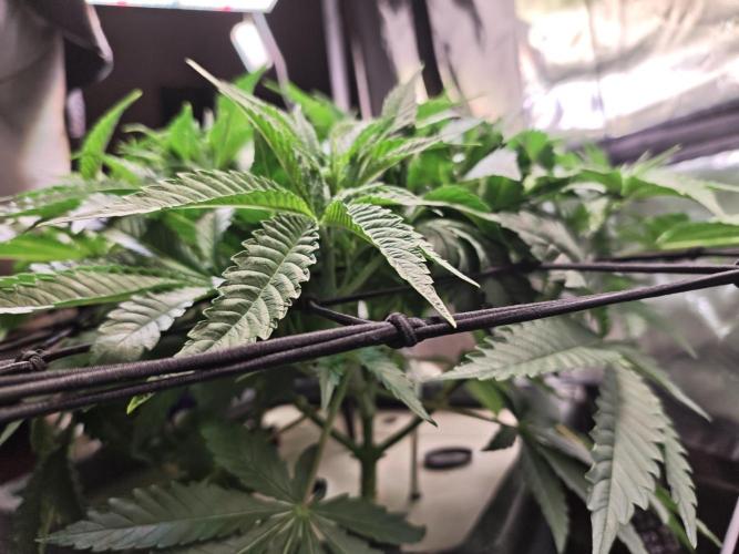 Tropicanna Banana & Runtz Muffin Aero. Week 4 - Runtz Muffin 