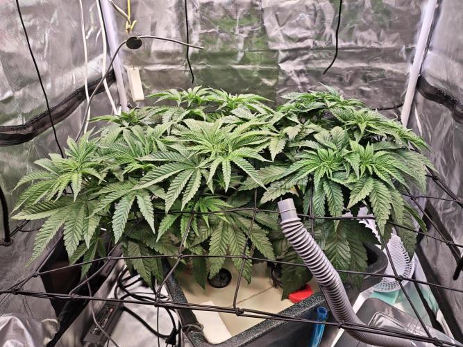 Tropicanna Banana & Runtz Muffin Aero. Week 5