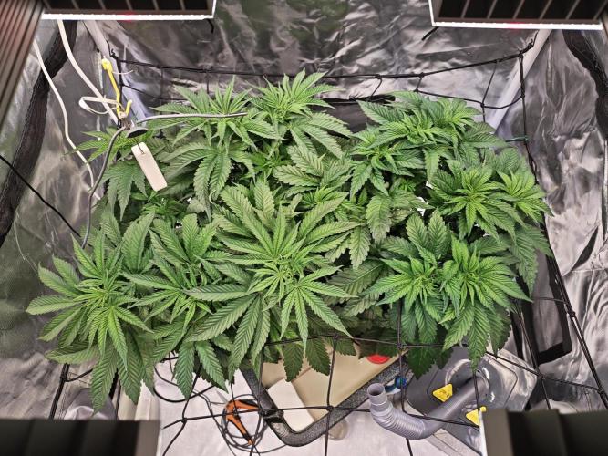 Tropicanna Banana & Runtz Muffin Aero. Week 5