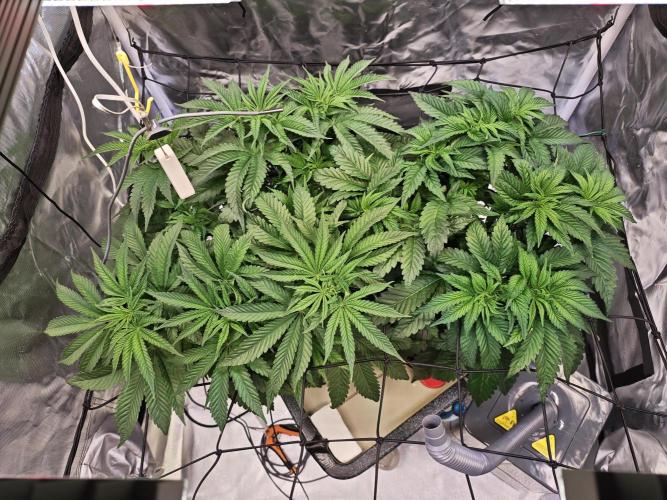 Tropicanna Banana & Runtz Muffin Aero. Week 5