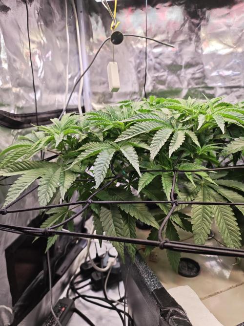 Tropicanna Banana & Runtz Muffin Aero. Week 5