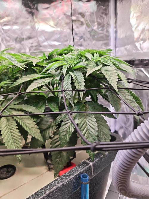 Tropicanna Banana & Runtz Muffin Aero. Week 5