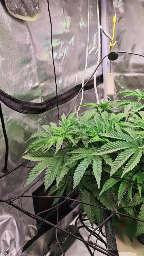 Tropicanna Banana & Runtz Muffin Aero