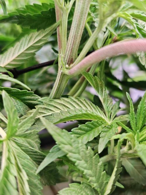 Tropicanna Banana & Runtz Muffin Aero. Week 5 - Preflower has set in, so I'm going to spread her out through the net