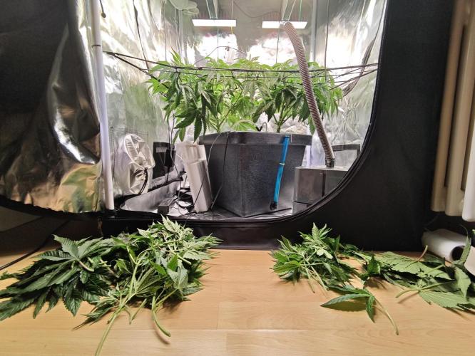 Tropicanna Banana & Runtz Muffin Aero. Week 5 - Had to remove more than I thought. 