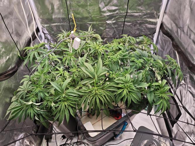 Tropicanna Banana & Runtz Muffin Aero. Week 5