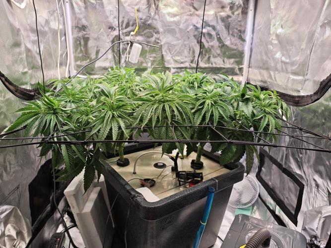 Tropicanna Banana & Runtz Muffin Aero. Week 5