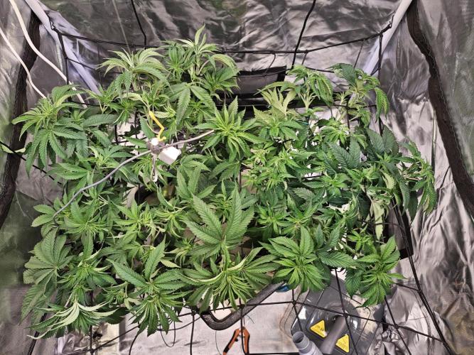 Tropicanna Banana & Runtz Muffin Aero. Week 6