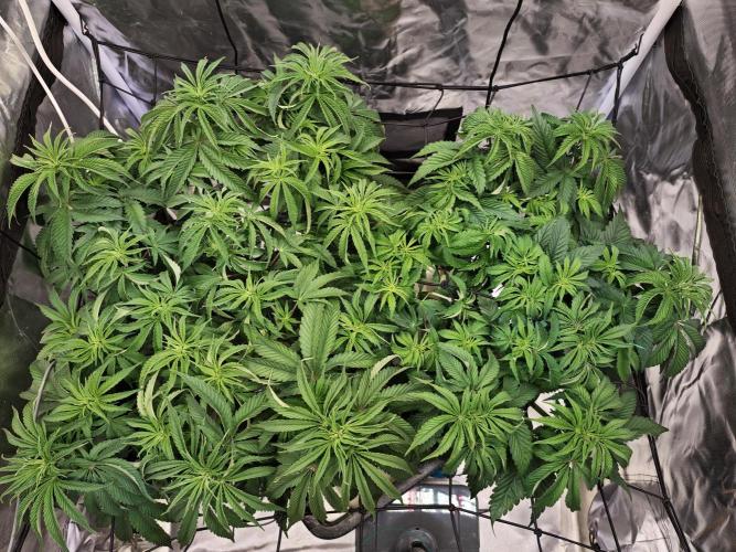 Tropicanna Banana & Runtz Muffin Aero. Week 6