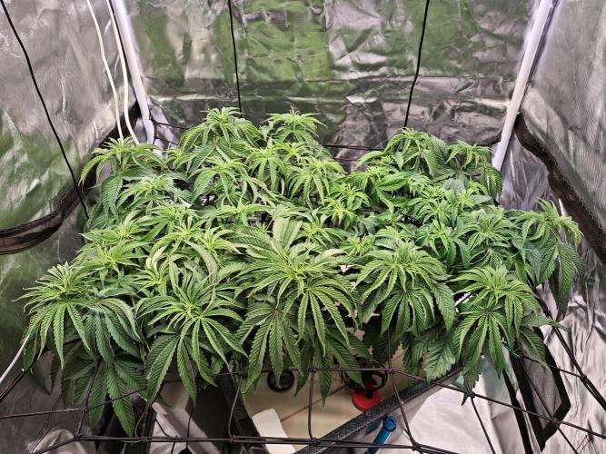 Tropicanna Banana & Runtz Muffin Aero. Week 6