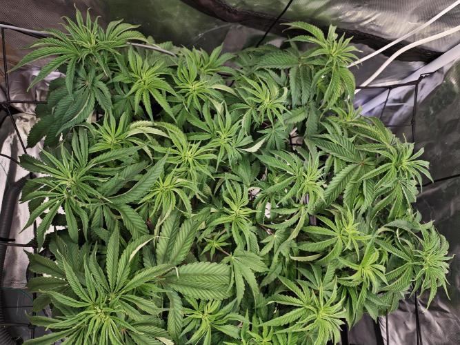 Tropicanna Banana & Runtz Muffin Aero. Week 6 - Runtz Muffin 