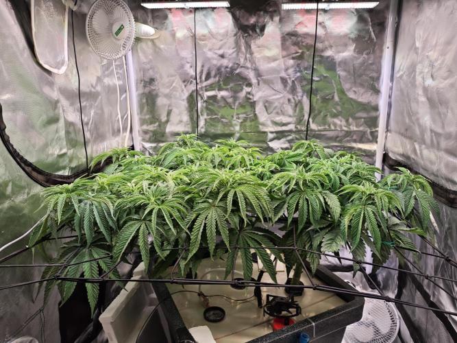 Tropicanna Banana & Runtz Muffin Aero. Week 6