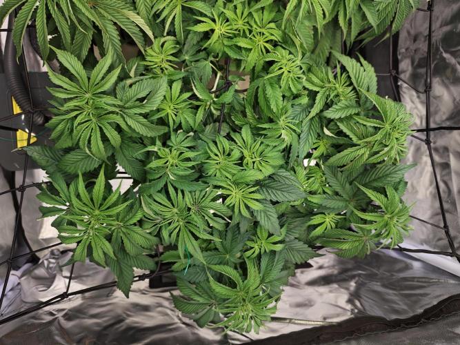 Tropicanna Banana & Runtz Muffin Aero. Week 6 - Tropicanna Banana 