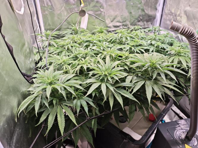 Tropicanna Banana & Runtz Muffin Aero. Week 7