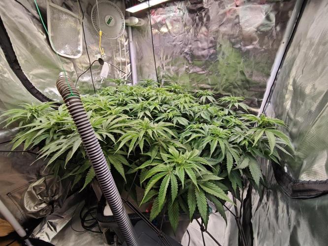 Tropicanna Banana & Runtz Muffin Aero. Week 7