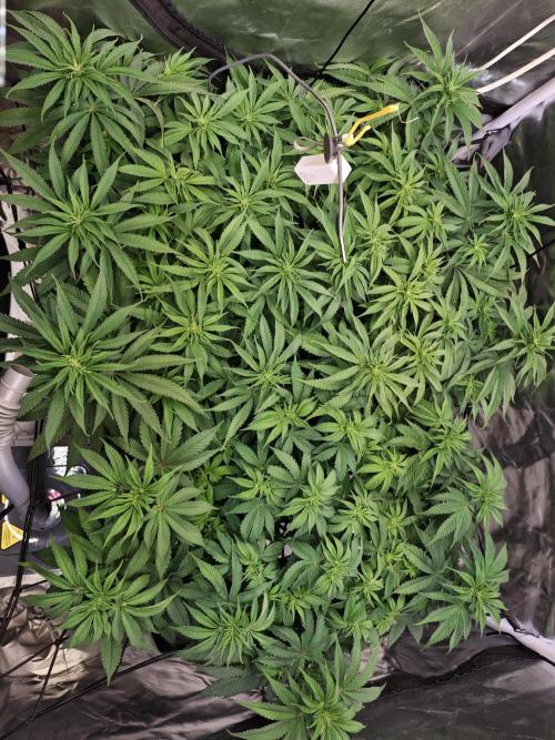 Tropicanna Banana & Runtz Muffin Aero. Week 7