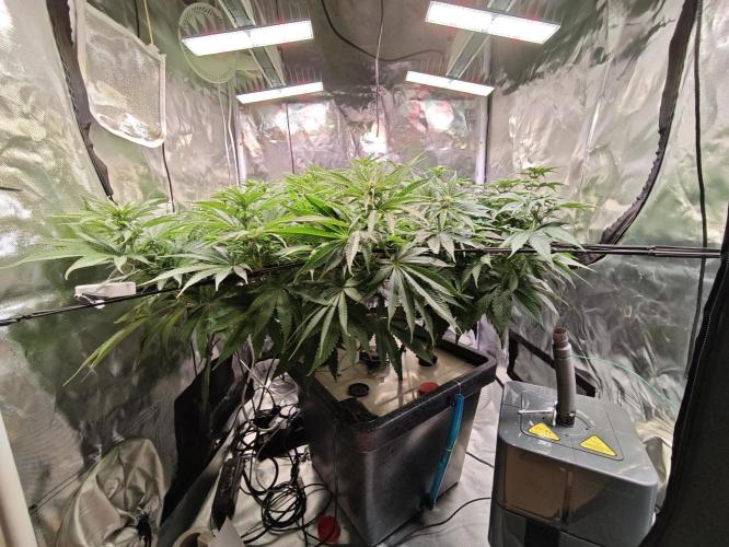 Tropicanna Banana & Runtz Muffin Aero. Week 8