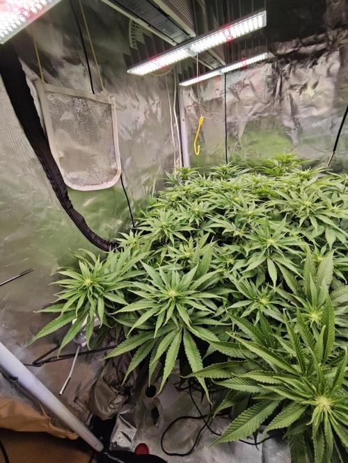 Tropicanna Banana & Runtz Muffin Aero. Week 8