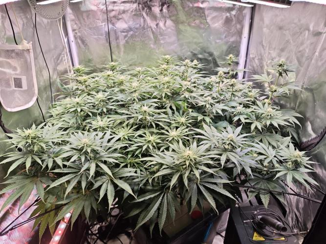 Tropicanna Banana & Runtz Muffin Aero. Week 9