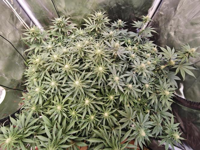 Tropicanna Banana & Runtz Muffin Aero. Week 9