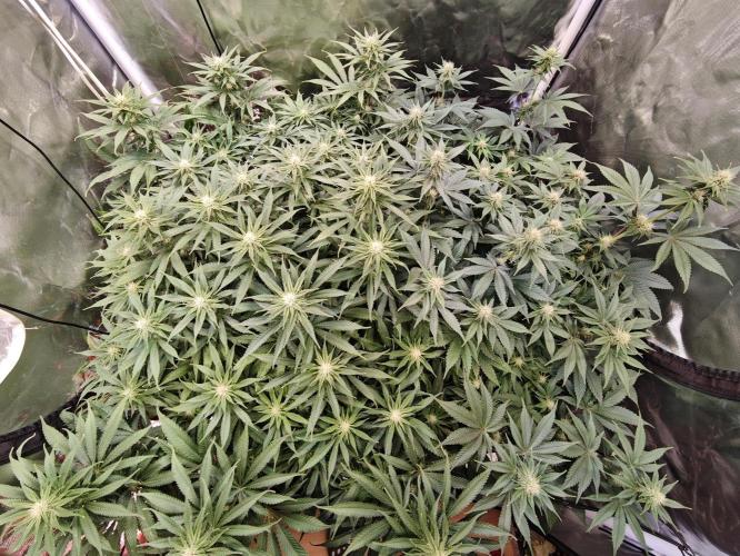 Tropicanna Banana & Runtz Muffin Aero. Week 9