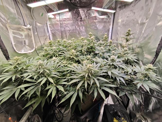 Tropicanna Banana & Runtz Muffin Aero. Week 10