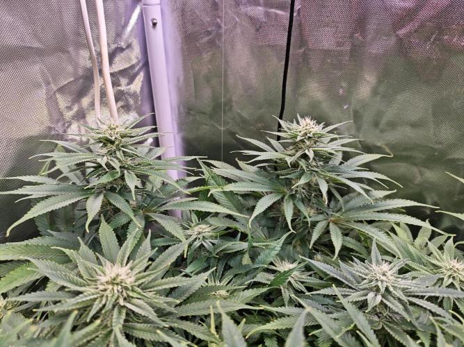 Tropicanna Banana & Runtz Muffin Aero. Week 10