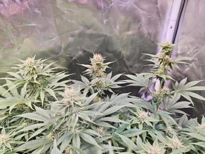 Tropicanna Banana & Runtz Muffin Aero. Week 10