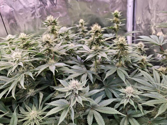 Tropicanna Banana & Runtz Muffin Aero. Week 10