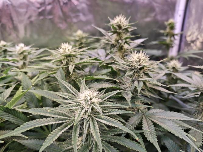 Tropicanna Banana & Runtz Muffin Aero. Week 10