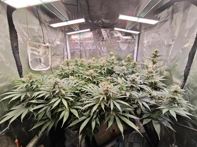 Tropicanna Banana & Runtz Muffin Aero. Week 11