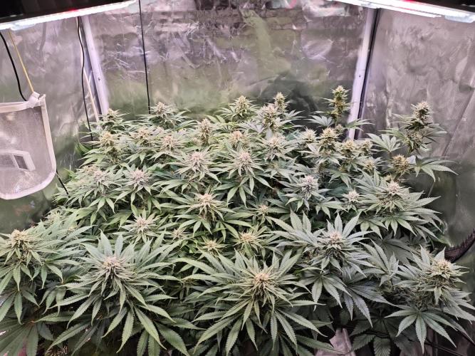 Tropicanna Banana & Runtz Muffin Aero. Week 11