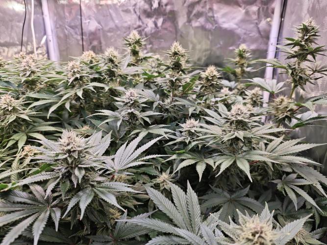 Tropicanna Banana & Runtz Muffin Aero. Week 11